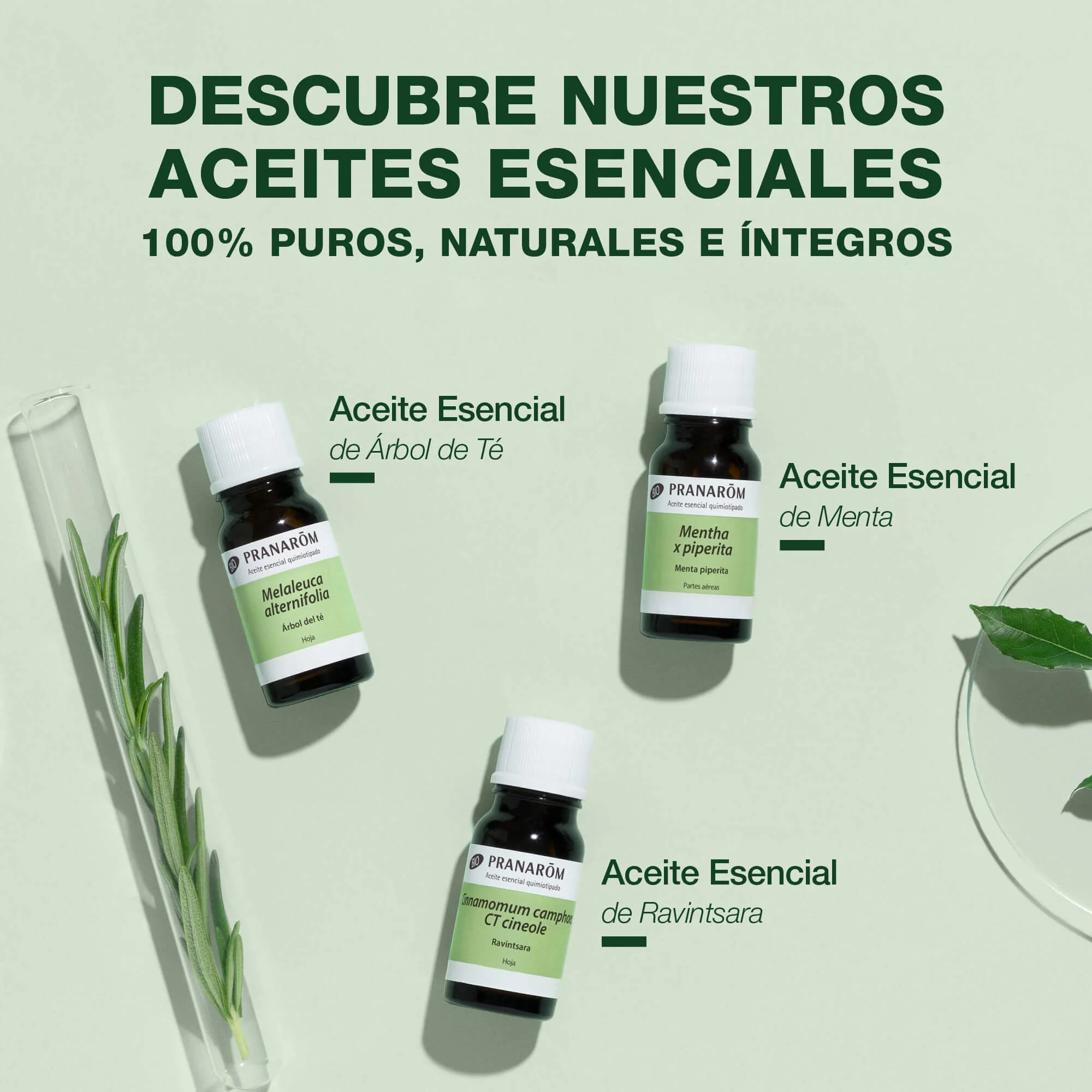 PRANAROM ACEITE ESEN GAULTERIA 10 ML - Imagen 2